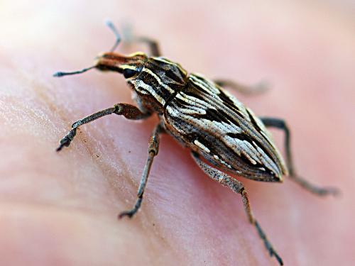Coniocleonus nigrosuturatus
